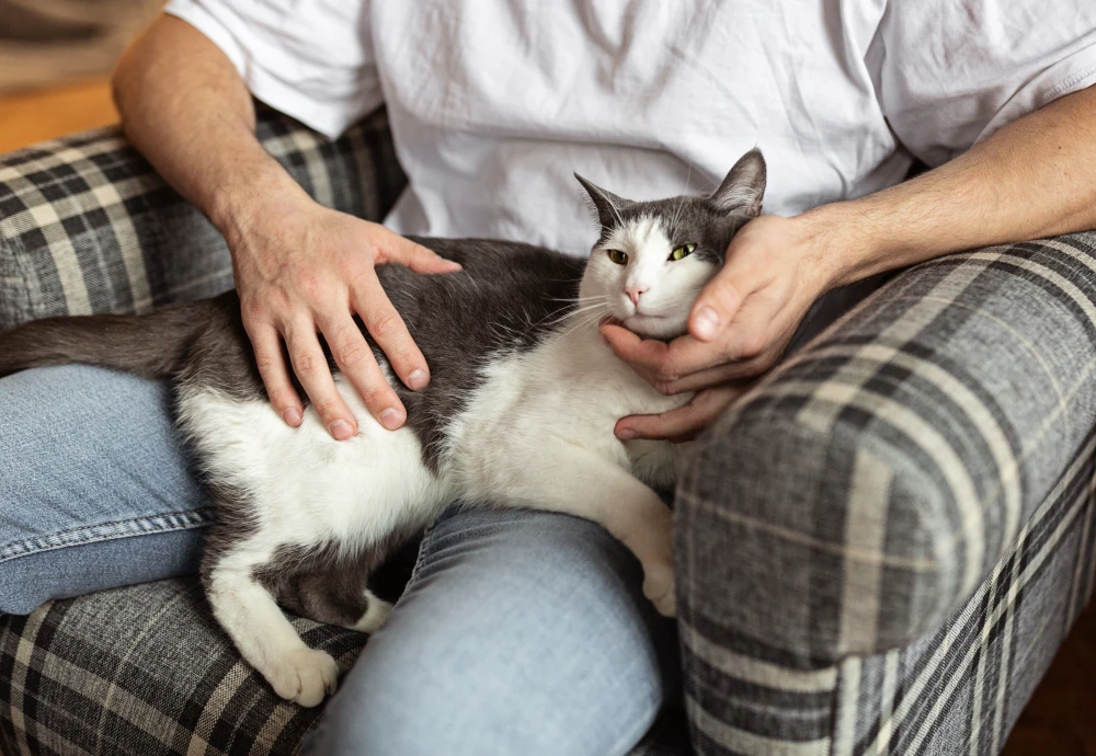 camera to see pets at home